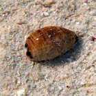 Cowry