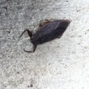 Giant Water Bug