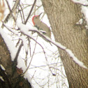 Red-bellied Woodpecker