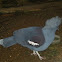 Blue Crowned pigeon