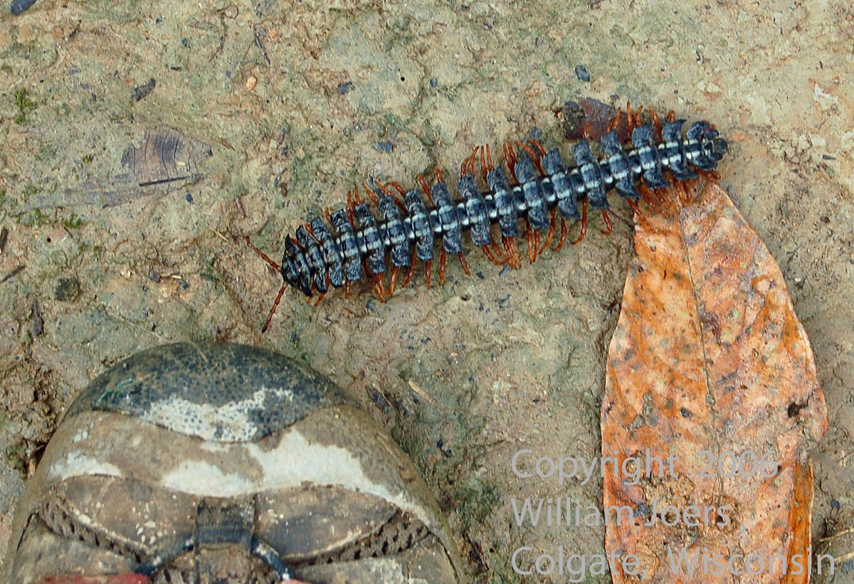 Giant Flat-backed  Millipede