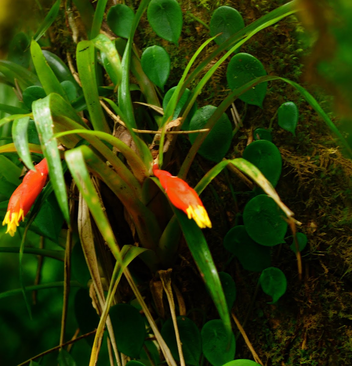 bromeliad