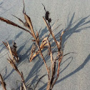Sanddune Sandbur