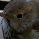 Hermit Thrush