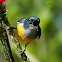 Flowerpecker