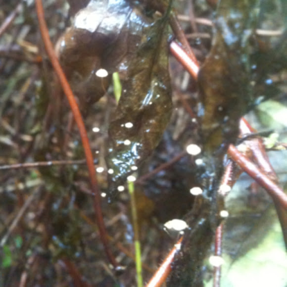Spotting Image 1