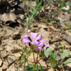 Violet woodsorrel