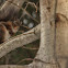 Red squirrel