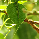 पिपल Bo-Tree