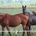 Horses