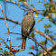 Common Redstart