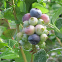 Blueberry Bush
