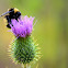 Bumblebee