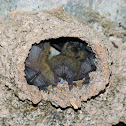 Myotis spp.
