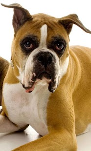 How to download Lovely Dogs Wallpapers 1.0 mod apk for bluestacks