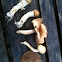 Agrocybe dura