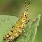 Grasshopper