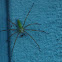 Green Lynx Spider
