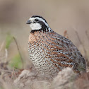 Northern Bobwhite