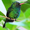 Glittering-bellied Emerald