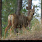 Mule deer