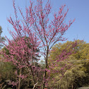 Redbud blooming