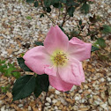The knock out rose