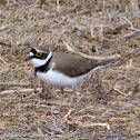 Little Ringed Plover; Chorlitejo Chico