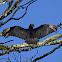Black Vulture
