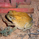 Sonoran Desert toad