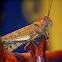 Giant red wing grasshopper