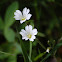 Field Chickweed