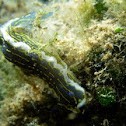 Hypselodoris Elegans