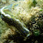 Hypselodoris Elegans