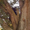 Black bear