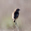 Stonechat; Tarabilla Común