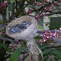 Pied Fantail