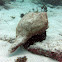 West Indian Chank Shell