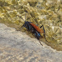 Tarantula Hawk (wasp)