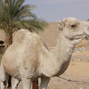 Dromedary Camel