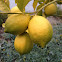 Lemon tree with lemons