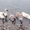Swan
