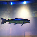 Atlantic Salmon