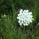 Queen Anne's Lace