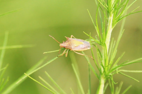 Spotting Image 1