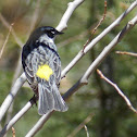 "Myrtle" Yellow-rumped Warbler