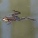 Wood Frog