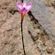 Rain Lily