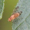 Dotted-Wing Lauxaniid Fly