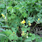 Sleeping Beauty